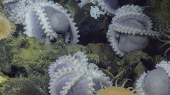 Media type: image;   Invertebrate Zoology 153105 Description: live specimen;